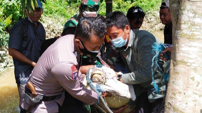 Penemuan buaya sepanjang empat meter membuat geger warga Sungai Gelam, Kabupaten Muarojambi, Rabu (15/9/21).